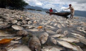 ikan mati