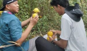 Budidaya Lemon di Desa Tugu Bandung: Inisiatif Pak Maman yang Membuahkan Hasil